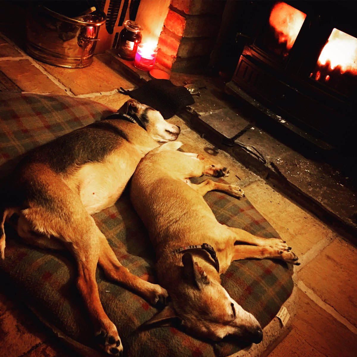 Beas_Hive's tweet photo. This is what 'we're happy you're home' looks like... #bythefire #ouroldgirls #andrelax #home #backtoworkinthemorning https://t.co/rIWSwhZmf2