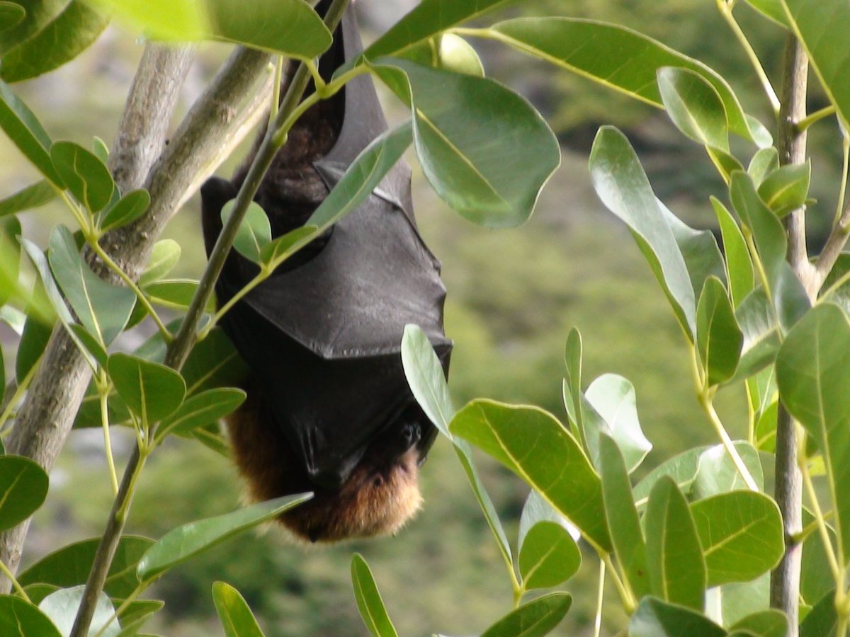 GotSomeChalk's tweet photo. what I wish I could be doing on a #MondayMorning #bats #fruitbats #endangeredspecies #animals https://t.co/HRwuO2DVPi