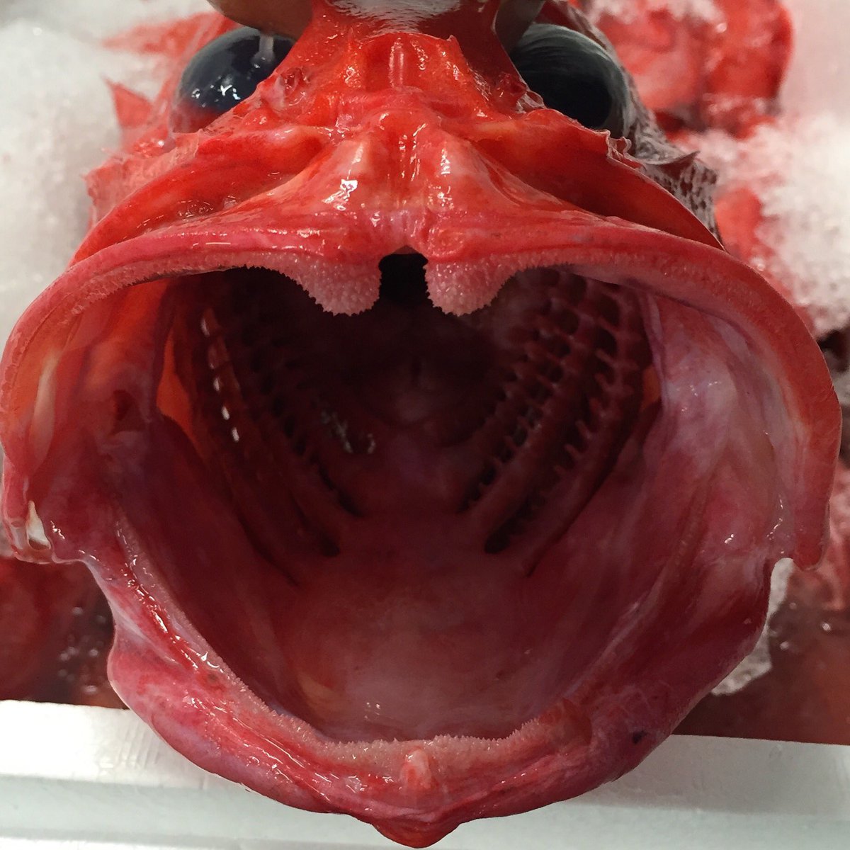 LUXESeafood's tweet photo. BEST. CATCH. EVER. #omg #Superbowl #SB51 #patriots https://t.co/ZuNJBIk0OL