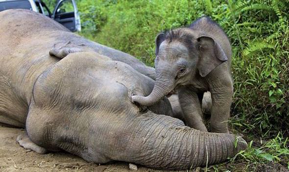 sanmarino397's tweet image. A life of abuse for #elephants whose mothers killed for ivory, poachers sell orphans to tourist facilities #OpElephant