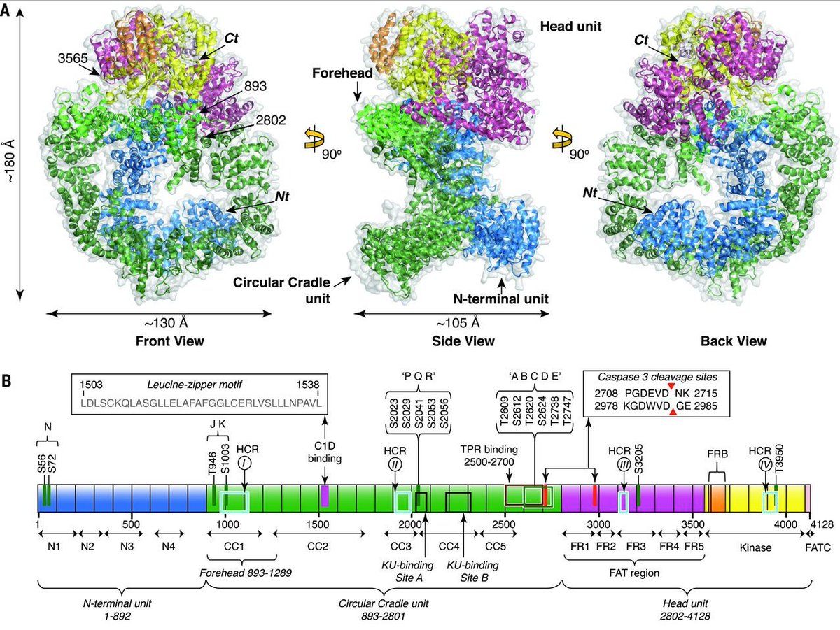 mmw_lmw's tweet photo. #DNArepair Mechanism revealed through #DNAPKcs structure: #NHEJ | TomBlundell @Cambridge_Uni @sciencemagazine https://t.co/XRAEUxYpbO https://t.co/kzezQG3nQ3