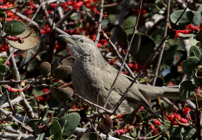 GaidisGrandans's tweet image. Arābijas tarkšķis. Tuvajos Austrumos izplatīta putnu suga, kas ligzdo savdabīgās "ģimeņu grupās"./Arabian Babbler from Eilat, Israel.