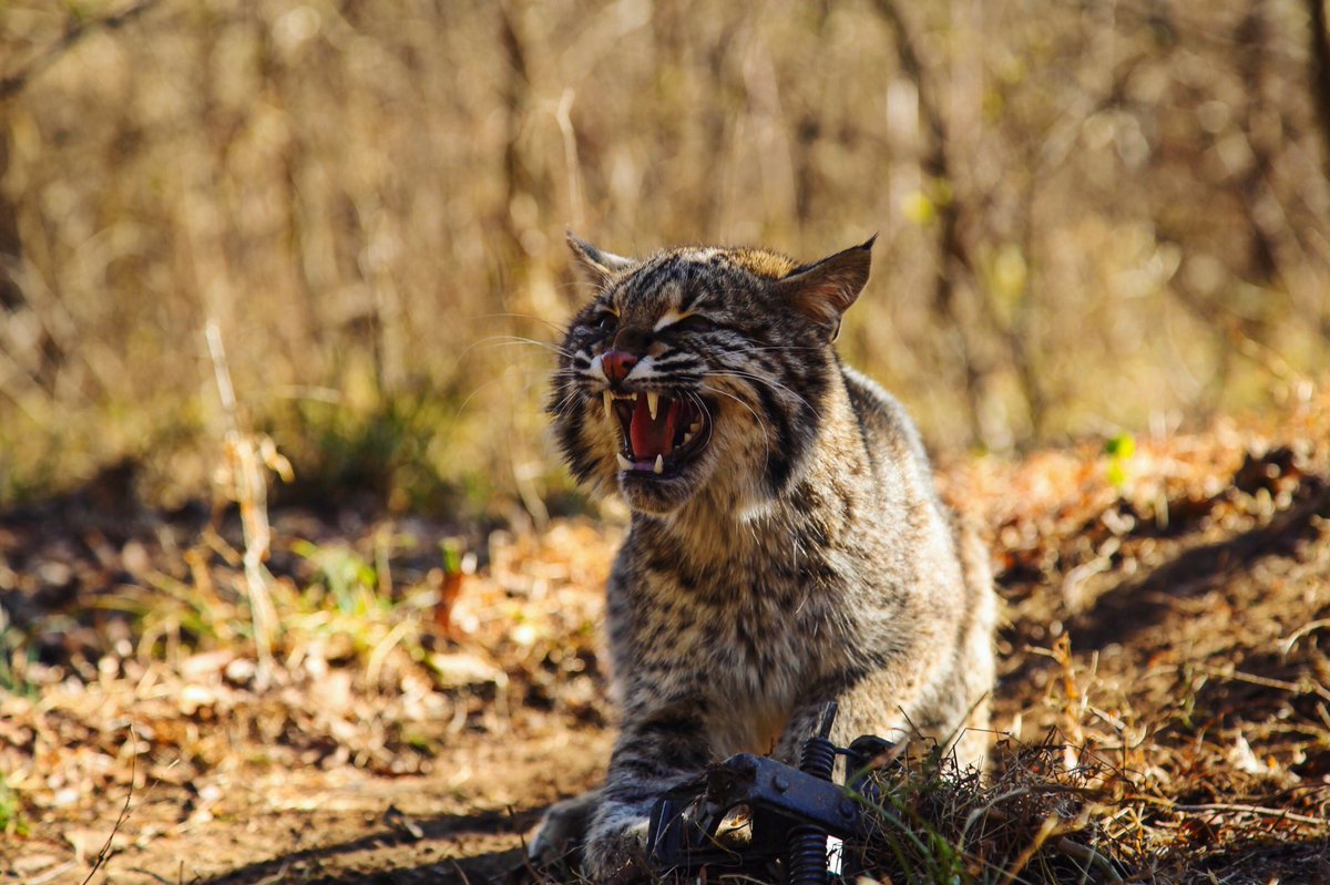 NTOhunt's tweet photo. Another angry bobcat! Talk about some mad critters. Good work Paul and Lance, and great picture! https://t.co/x2NwWmhHoW