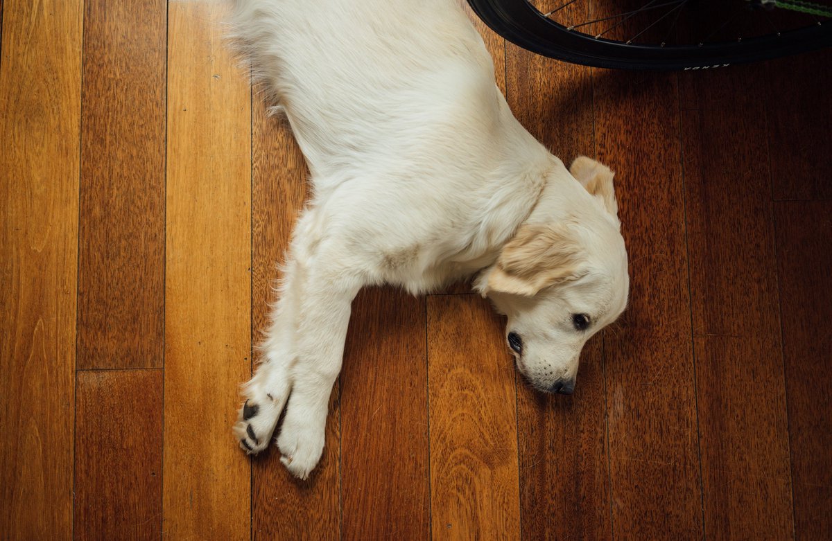 Guard #dog laying down on the job? Check out our top picks for #homesecurity systems bit.ly/2iamQ8g