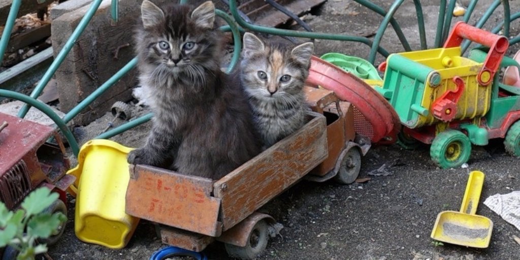 The Village tweet media