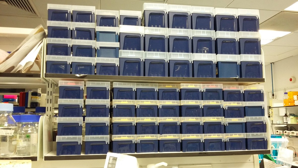 hanniepower's tweet photo. NOICE! #organisation #pipettelife https://t.co/BdgRgvNhYx