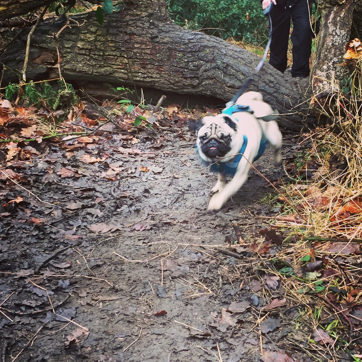 Roo the Pug tweet media