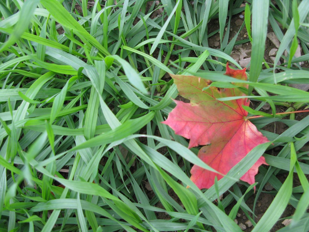 #UVM to host No-Till and #covercrop symposium coming up on 2/16: go.uvm.edu/ntcc