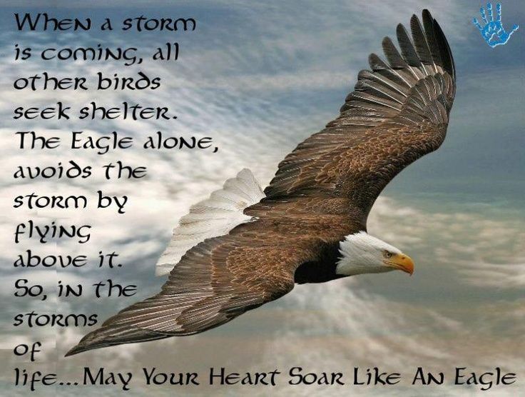 111heavenearth's tweet photo. 鷹, yīng=eagle "While the storm rages below,the eagle is soaring above. It doesn't escape but rises on the winds that bring the storm" #quote https://t.co/G8P2VailZA