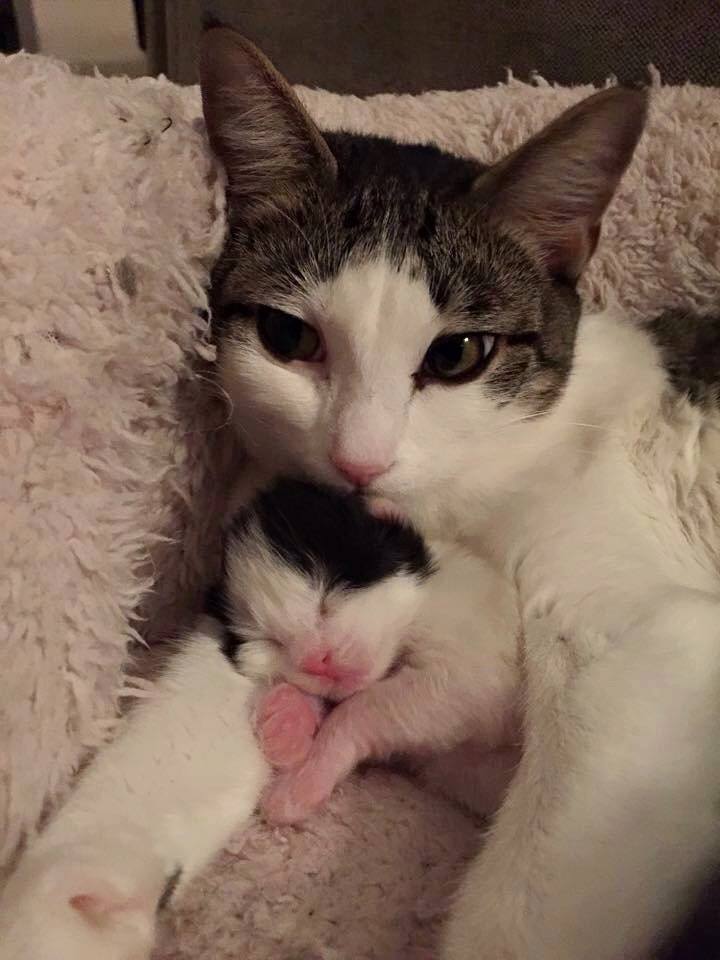 catdesires tweet picture