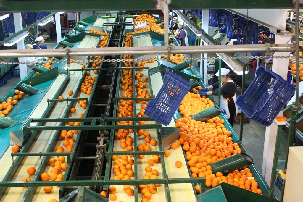 España solicita 270 M€ de ayudas comunitarias para 491 OP de #frutas y #hortalizas agronegocios.es/espana-solicit…