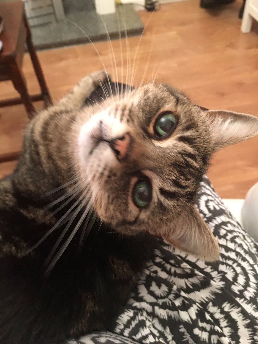_RainingCatz's tweet photo. My 17 year old lady Mitsy. https://t.co/6NSz77cyPs