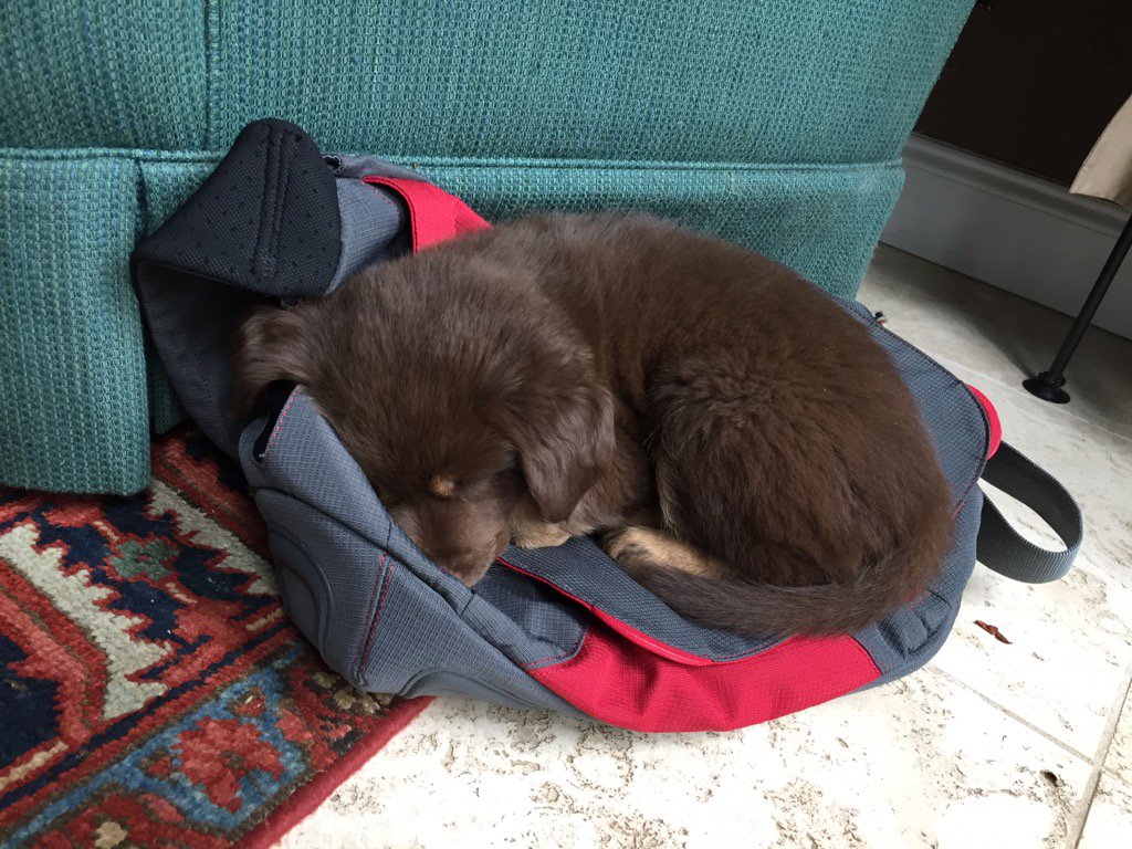 CBKnight1's tweet photo. A whole new way to use a lap top case: #rescuepup #Workinghard https://t.co/afLTzzw75n