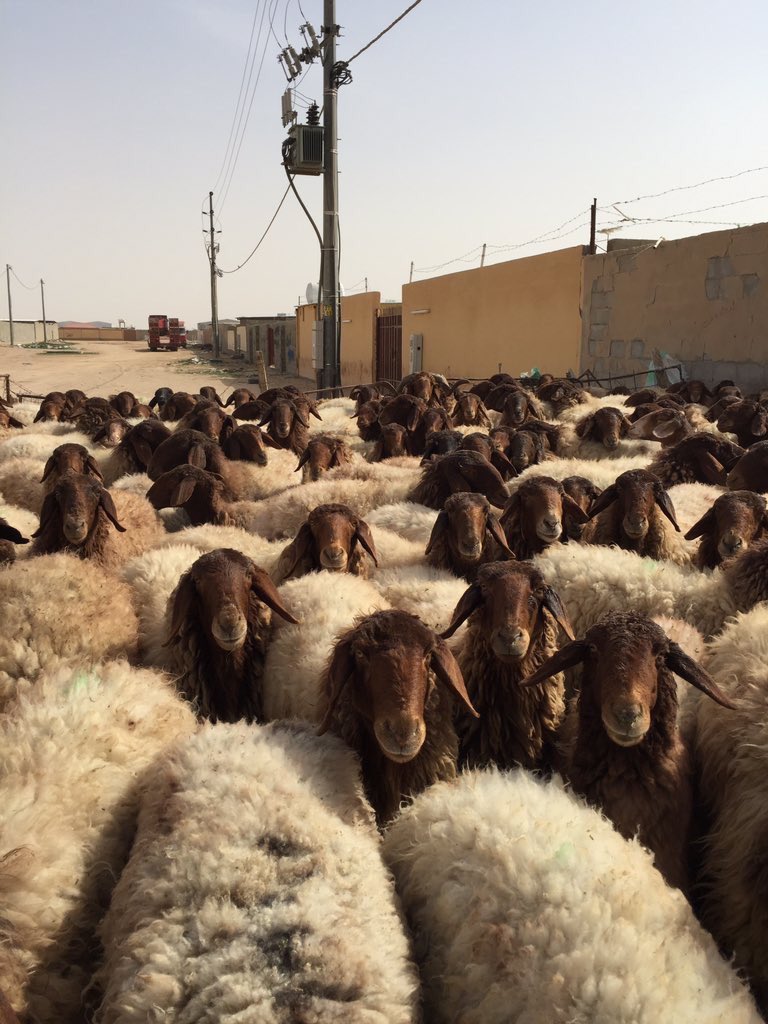 AAaaff225's tweet photo. توجد غنم نعيم عددها ١٤٠ راس 
إعمارها جذعات وثنوات ورباع 
الفحول ٥ 
السوم ٥٨٠ 
الموقع حفر الباطن 
لتواصل 0502765882ض https://t.co/9w2bbkTrvN