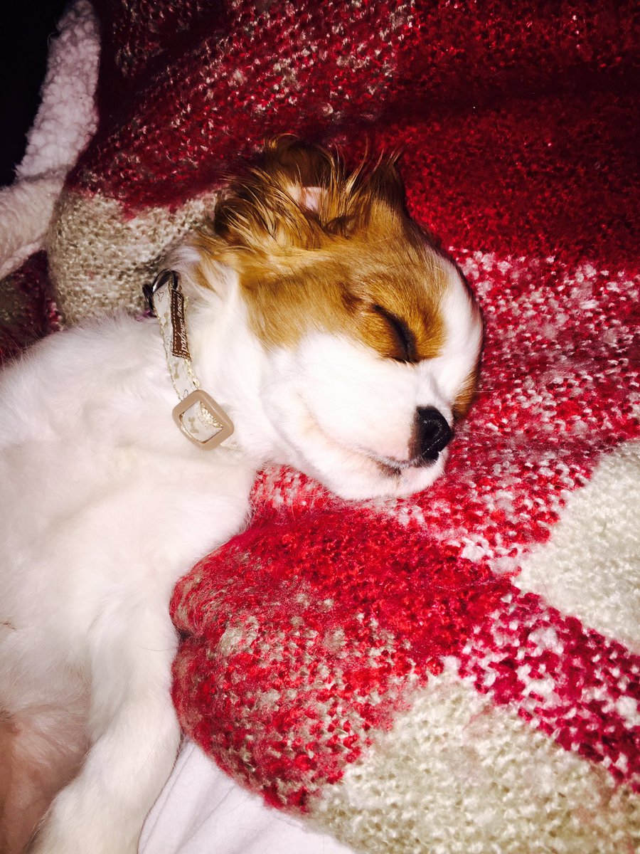 EvaGrace2016's tweet photo. Sleeping peacefully https://t.co/JH6W5ducp8