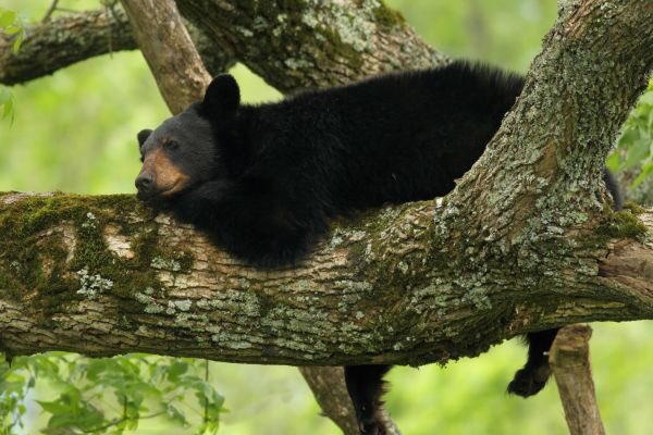 AnnaHarperSPA's tweet photo. Nap time https://t.co/kQy60njmTh