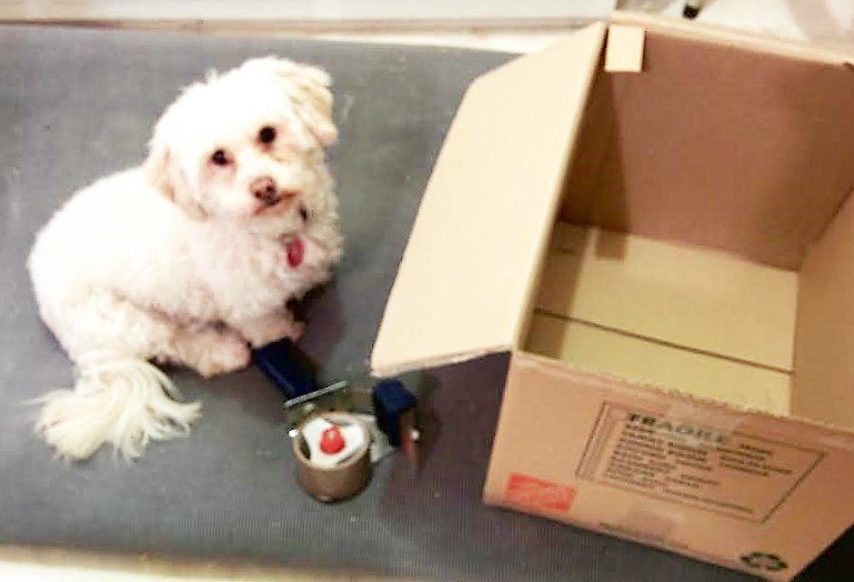 Caluvsdogs's tweet image. Tips for a successful Move w/ pets bit.ly/2farHWZ #moving #movingwithdogs #pets