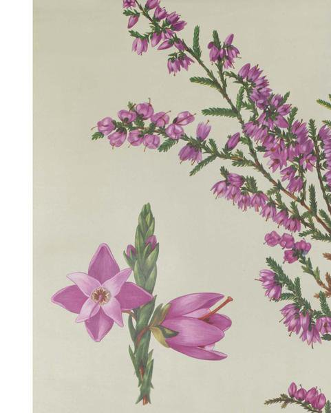 Wallography's tweet photo. The Heather #Botanical #wallchart https://t.co/VnLkh49uNT https://t.co/cnelMNNpbh https://t.co/LbSYksXa44