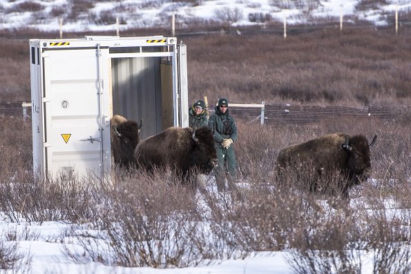 The bison have returned to <a href="/BanffNP/">Banff National Park, Parks Canada</a>! pc.gc.ca/eng/pn-np/ab/b…
