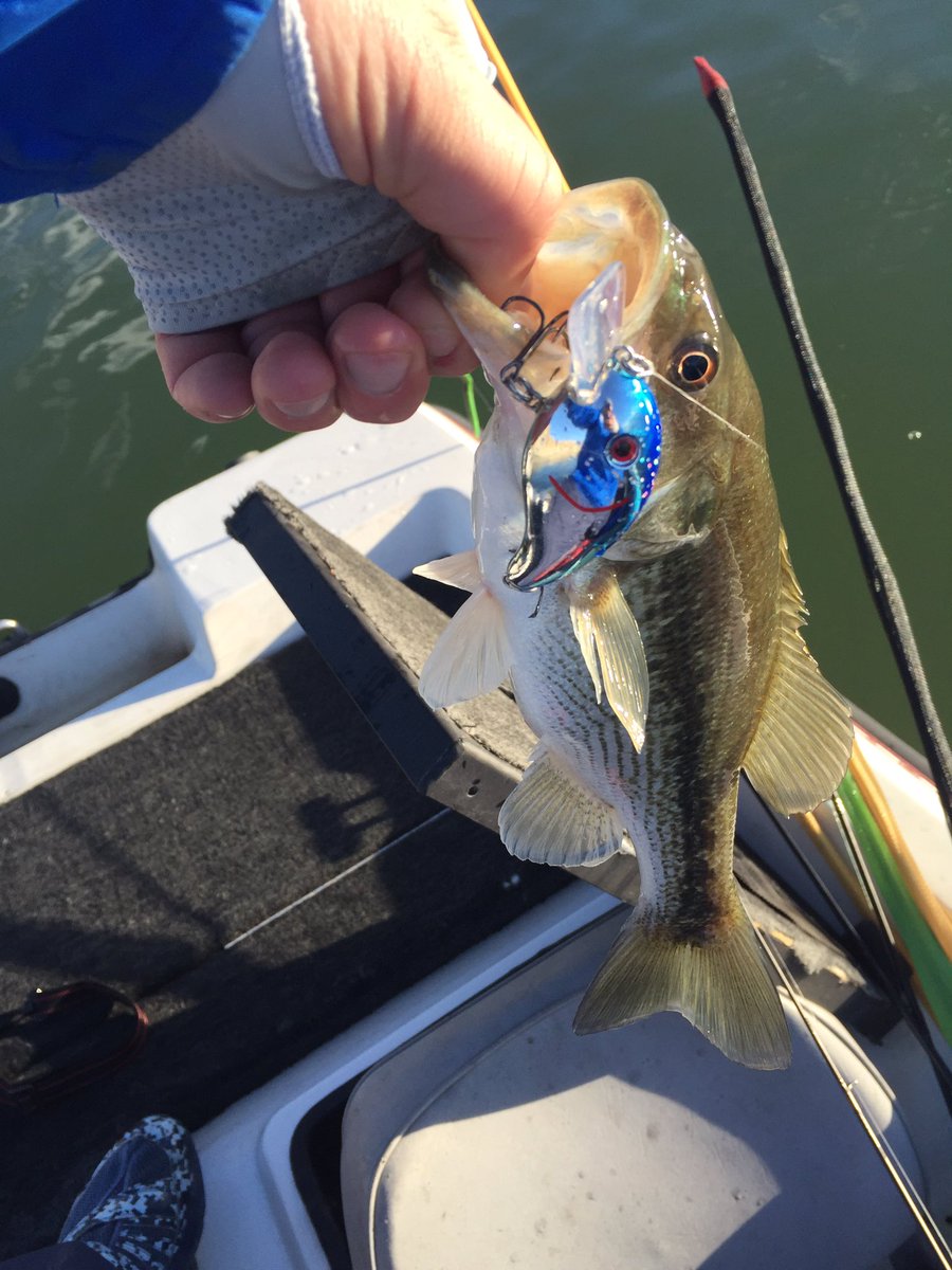 wieseie's tweet photo. A little square bill action #FishCatchingMachine #livingstonlures https://t.co/zPzwL3YJmH