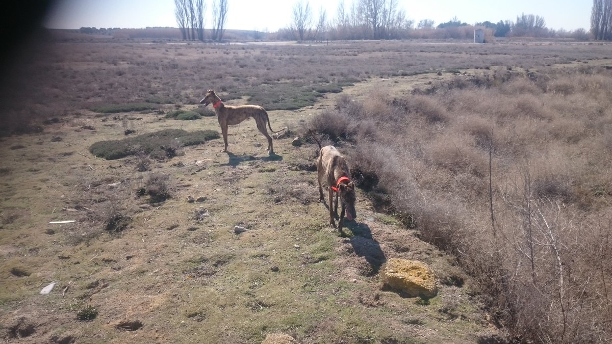 FelixTorresano's tweet photo. FEBRERO....... El miedo de los galgos https://t.co/hTNGJbexxe