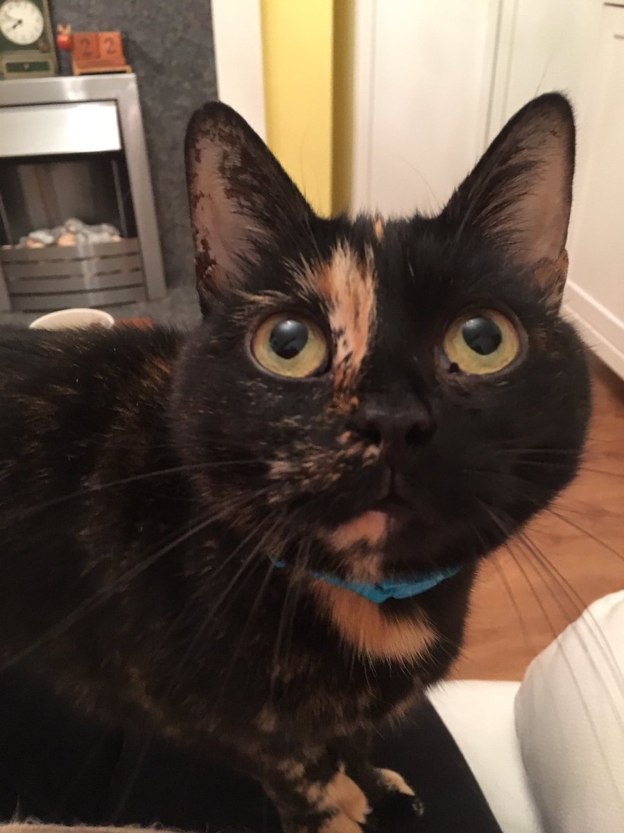 _RainingCatz's tweet photo. My 2 year old lady Roxy. https://t.co/MmctBA0php
