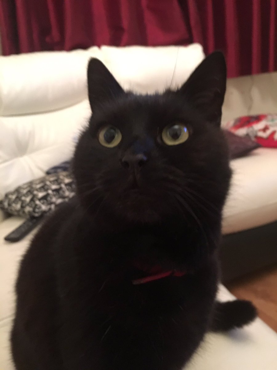 _RainingCatz's tweet photo. My 10 year old boy Jack. https://t.co/U9G62JR3Tl