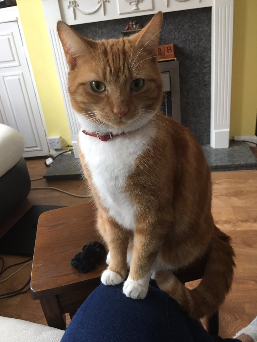 _RainingCatz's tweet photo. My 3 old old boy Olly. https://t.co/S07XQMGmIu
