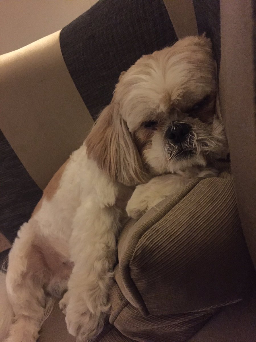 ErnestFriends's tweet photo. I liked my trip to nannies. She's not a bad old fruit. But it's good to be back in my yard. #shihtzu #ernest https://t.co/IejX01aA3r