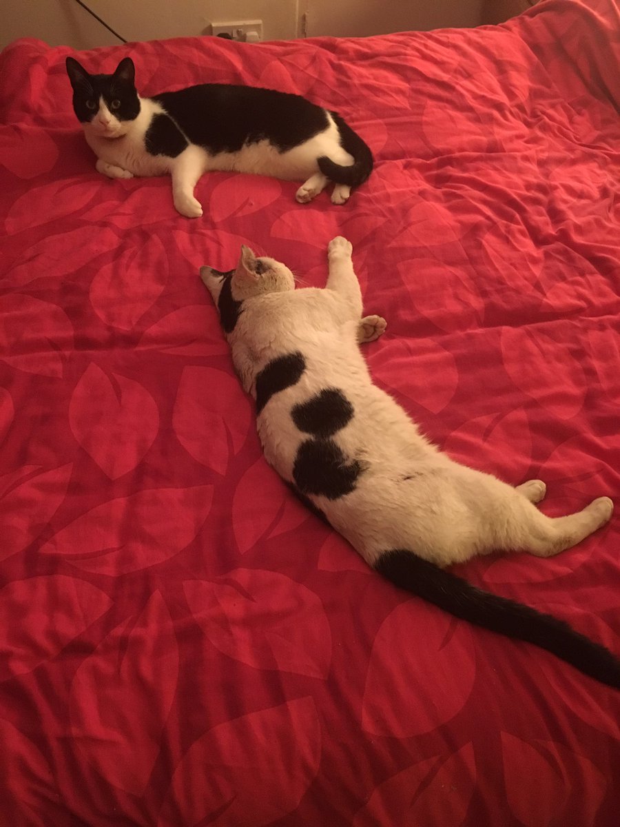 _RainingCatz's tweet photo. Part time visitor Dibber. https://t.co/FOj9mr488m
