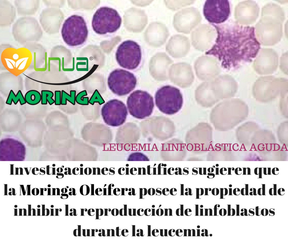 UNUAPRODUCTS's tweet photo. La #MORINGA #UNUA contra la #LEUCEMIA. https://t.co/yvPOyhwbvZ