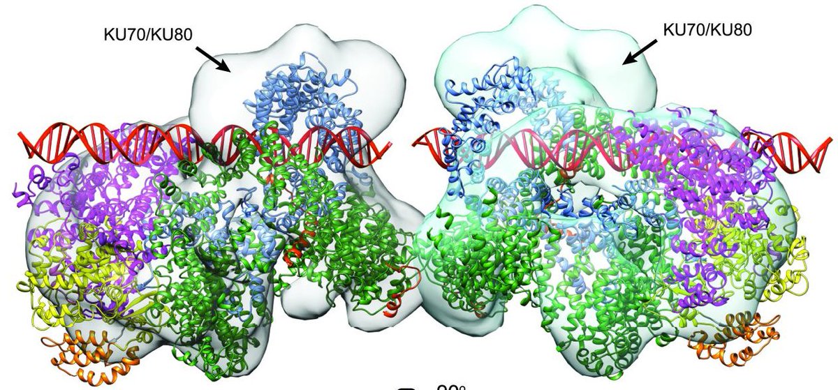 mmw_lmw's tweet photo. #DNArepair Mechanism revealed through #DNAPKcs structure: #NHEJ | TomBlundell @Cambridge_Uni @sciencemagazine https://t.co/Tra38GDQKh