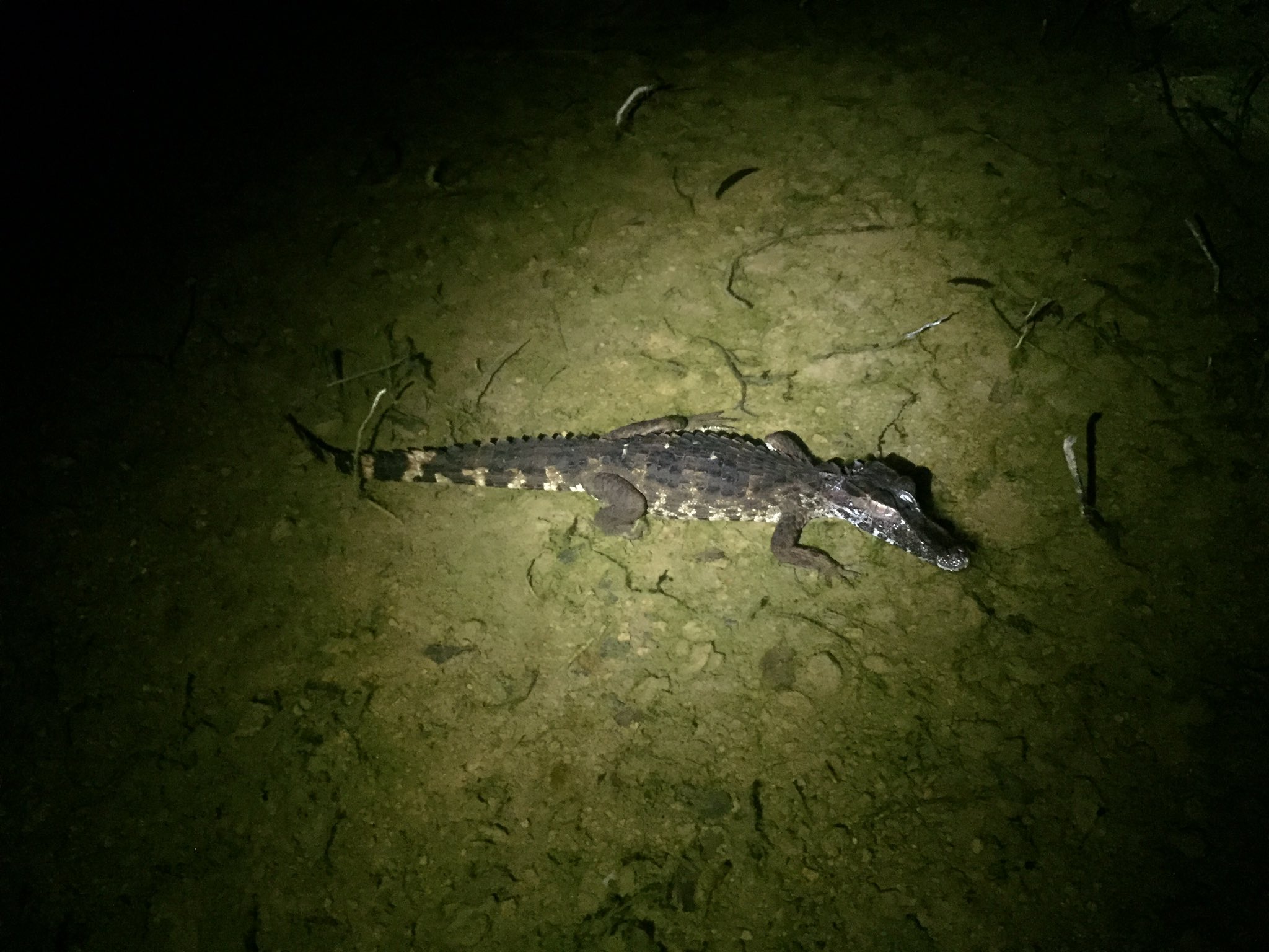 丸山宗利 Maruyama 水たまりにいたクロカイマンというワニの子供 カエルを食べていた 1 2メートルくらい このあと捕まえてみたら ゴー という声を出して迫力だった Frenchguiana T Co Wml1opo528 Twitter