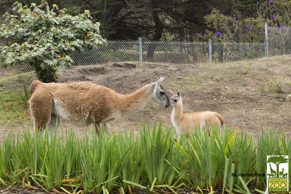 San Francisco Zoo & Gardens tweet media