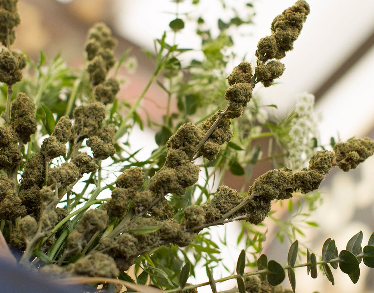 thenewsmokermag's tweet photo. TNS POST: "A Bud By Any Other Name..." @LowellHerbCo https://t.co/rTKdYR396n  #1ounce #cannabis #bud #flowers #ValentinesDay #love https://t.co/OEuCEuv6Dd