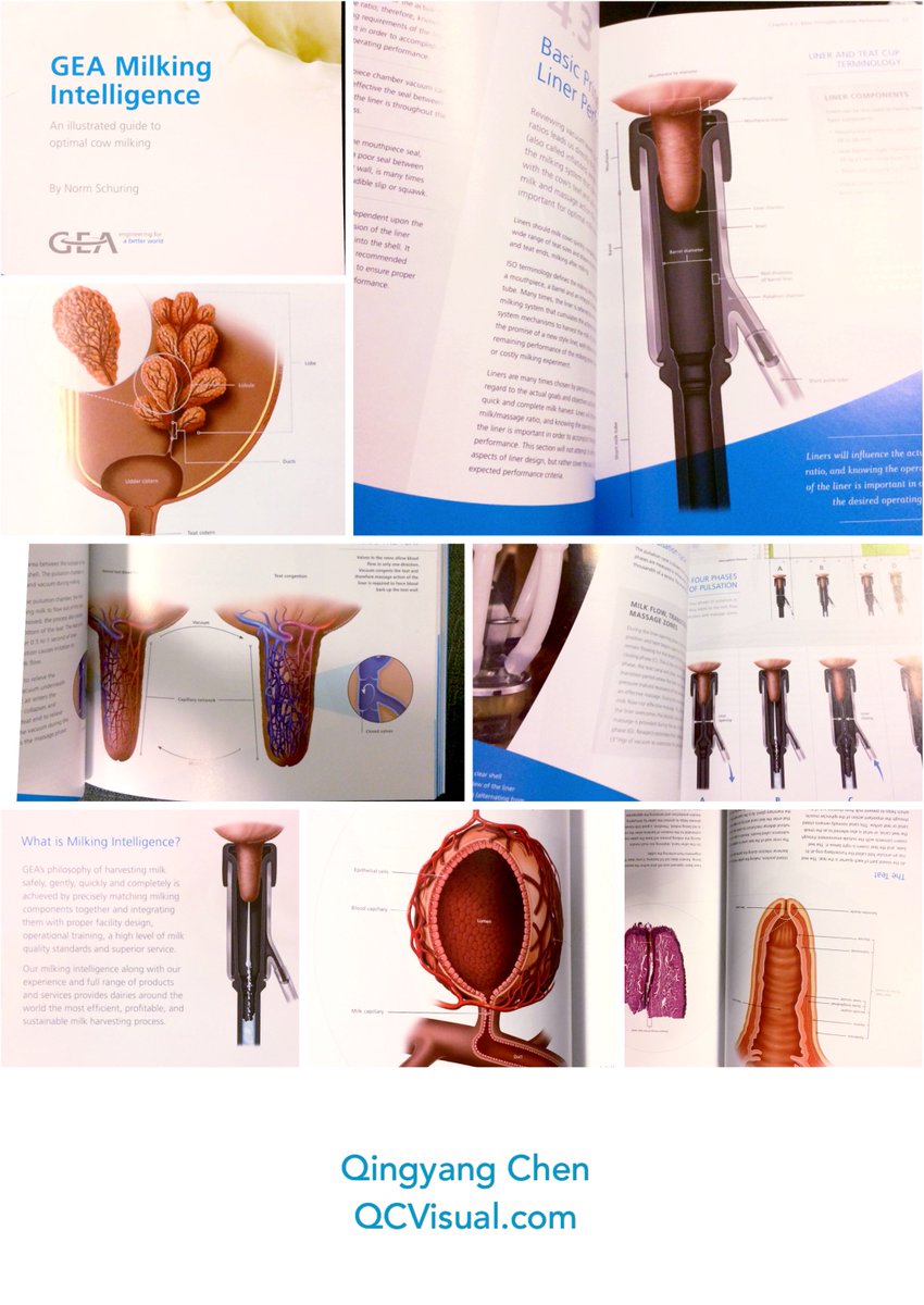 QCVisual's tweet photo. Check out QCVisual's illustrations in the GEA Milking Intelligence, An illustrated guide to optimal cow milking book! https://t.co/dwazBSAcig