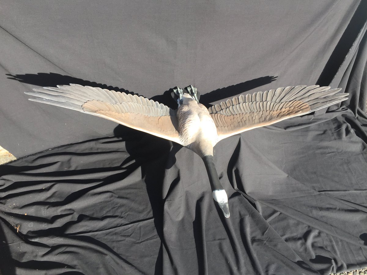 Mach2Arts's tweet photo. Mach 2 Arts has just sent out the first crate of Bird models to the FROST Science Museum in Miami! https://t.co/lrx7Eu2mii