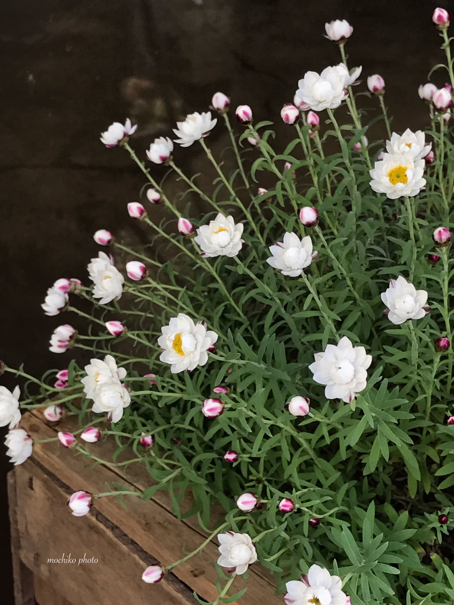 さくら餅子 Pa Twitter 花かんざし キク科 オーストラリア原産 丸い蕾の形が名の由来 小さな花が冬の風に揺れ 冬の妖精 と呼ばれる カサカサしていて ドライフラワーになる 英名は ペーパーデージー 2月 6月に開花 花言葉は 思いやり 明るい性格 良い一日