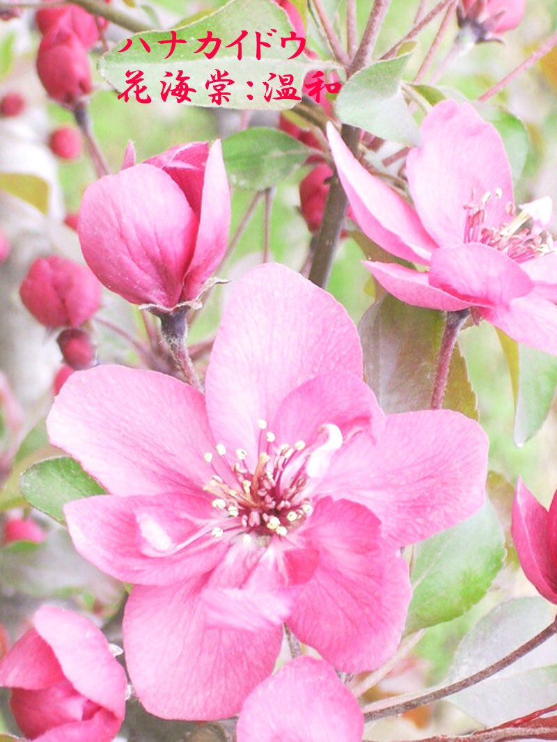 Miles スマイル 事情により休止 あさのいろ おはよう ハナカイドウ 花海棠 温和 バラ科 マルス属 中国原産 別名 カイドウ スイシカイドウ 八重 大八重 枝垂 斑入 受咲き 三葉海棠などが代表格です 径6 10 の赤い実が成る実海棠 桜の後に紅色