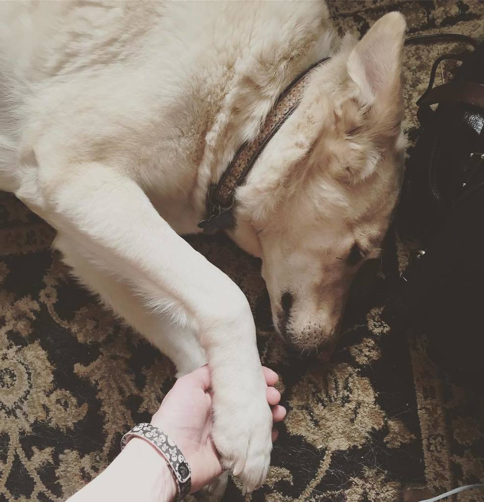 BeccaSickbert's tweet photo. When she's feeling down, this dog insists on having her paw held. #pathetic #dogsofinstgra… https://t.co/oXvqXpQiRb https://t.co/5wvIhRtIjg