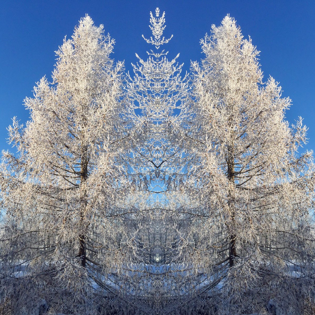 907WRae's tweet photo. Winter tree mirroring❄️ @LuuvCannal #blessed #Alaskabeauty #homesweethome https://t.co/pdCt9wa0r3