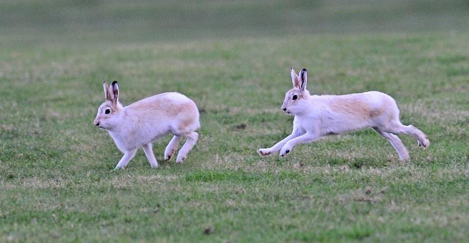 briankenno's tweet image. @ClaireByrneLive Every year clubs release healthy hares back into there habitat. These two were caught dosed &amp;amp; released 3 years in row.