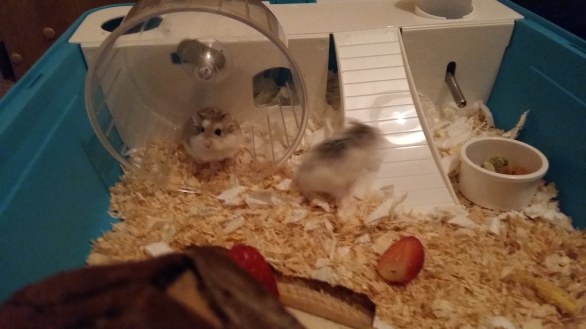 cumberbatchhan's tweet image. These two melt my heart 😍