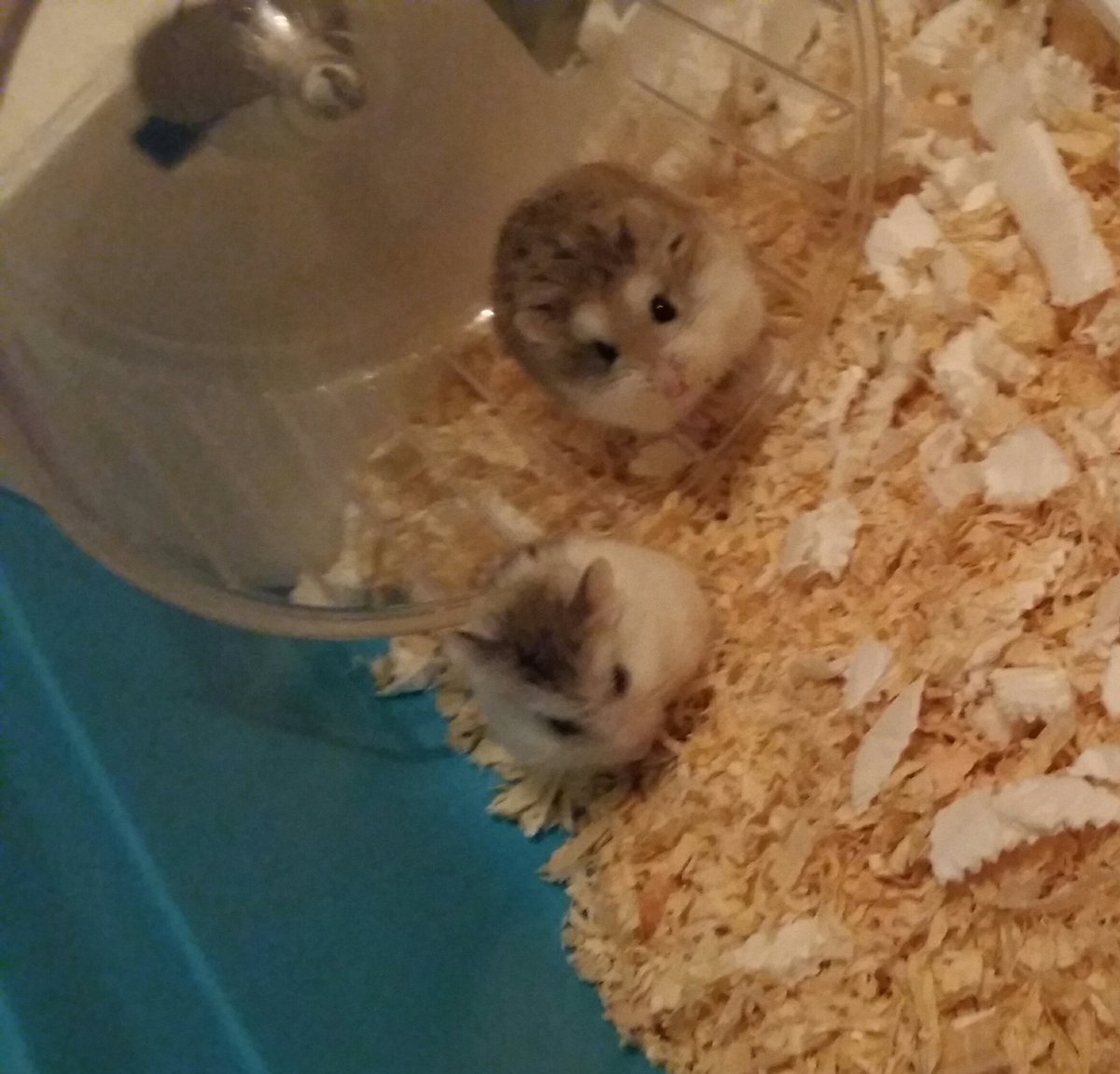 cumberbatchhan's tweet image. These two melt my heart 😍