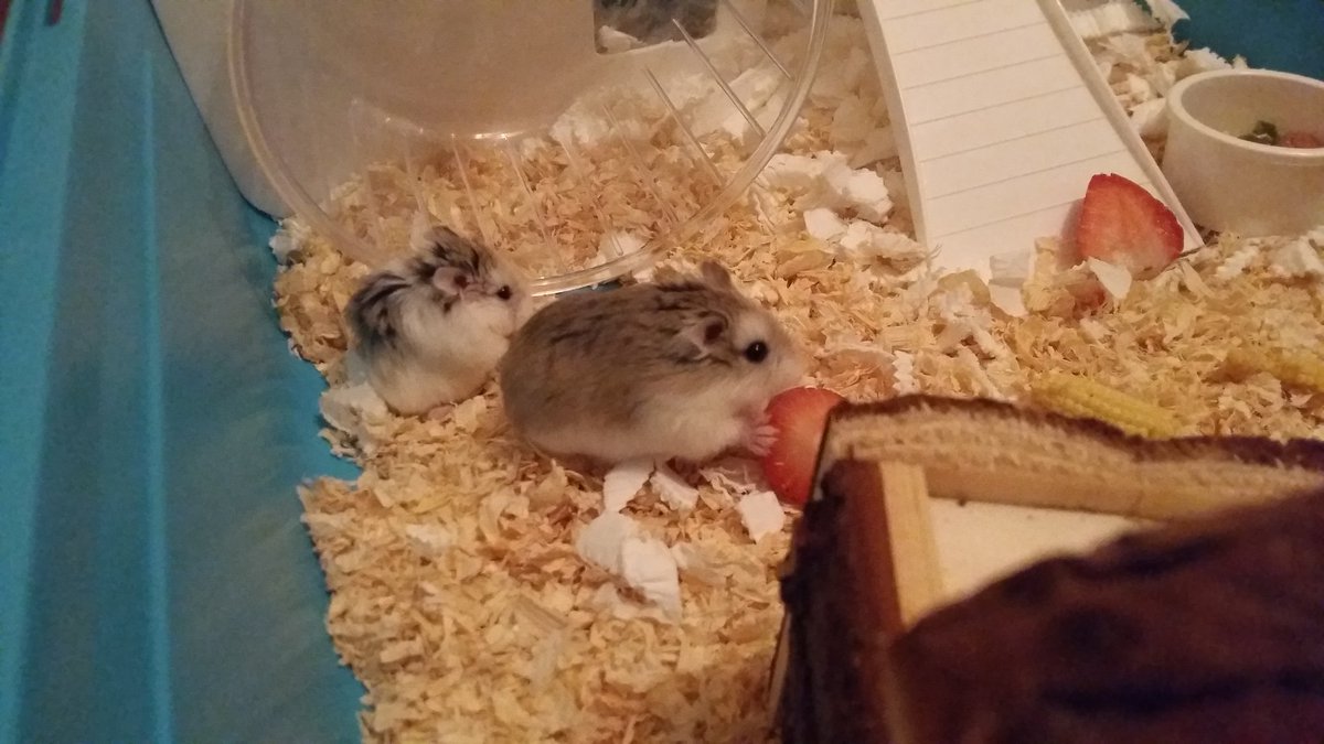 cumberbatchhan's tweet image. These two melt my heart 😍