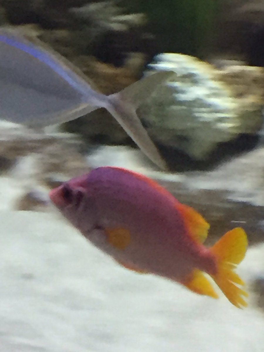 danirodrid's tweet photo. I thought fish were ugly... never mind that https://t.co/dOOjerFtnW