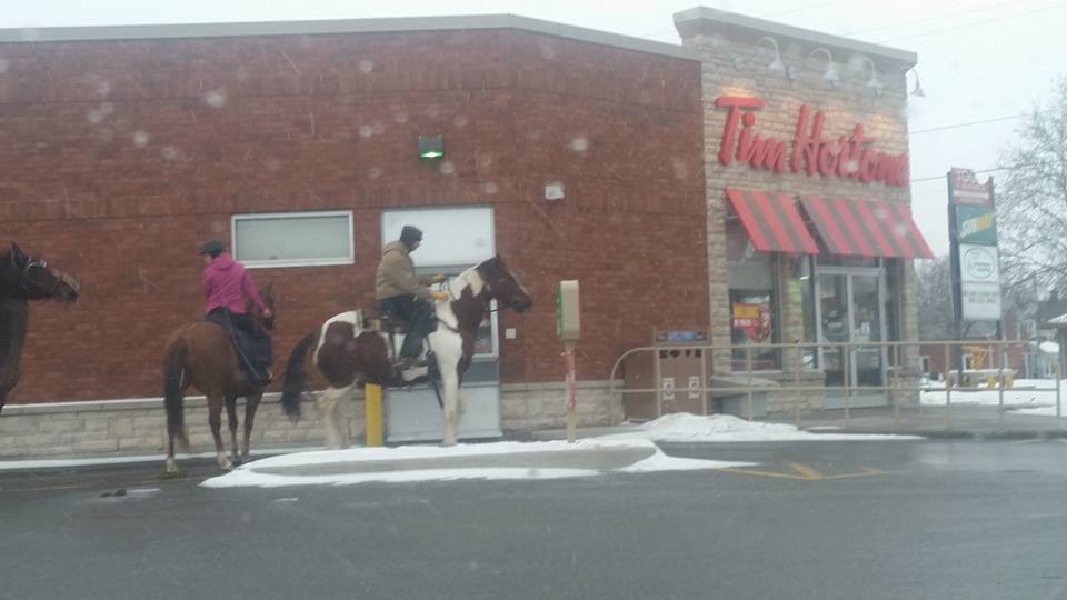 MetalGramma's tweet photo. Meanwhile, in Canada #TimHortons #Funny #Horses #Coffee #CP #CarletonPlace #Ontario https://t.co/61J3xVsGKt