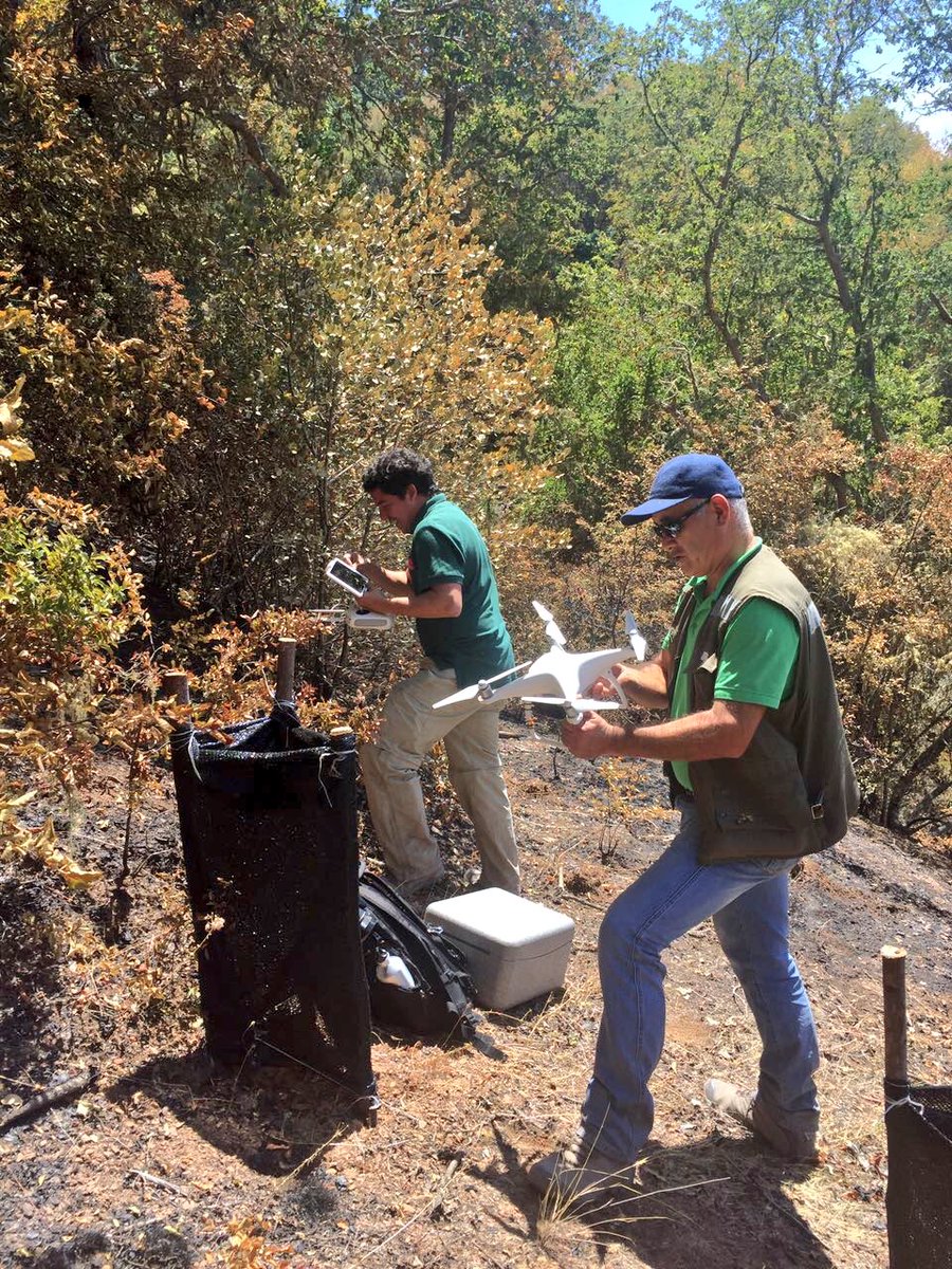 Monumentos_cl's tweet photo. Con uso de drones de CMN y CONAF evaluamos la afectación por incendio y las medidas de restauración en la Reserva Nacional Los Ruiles https://t.co/PfBWPleeSp