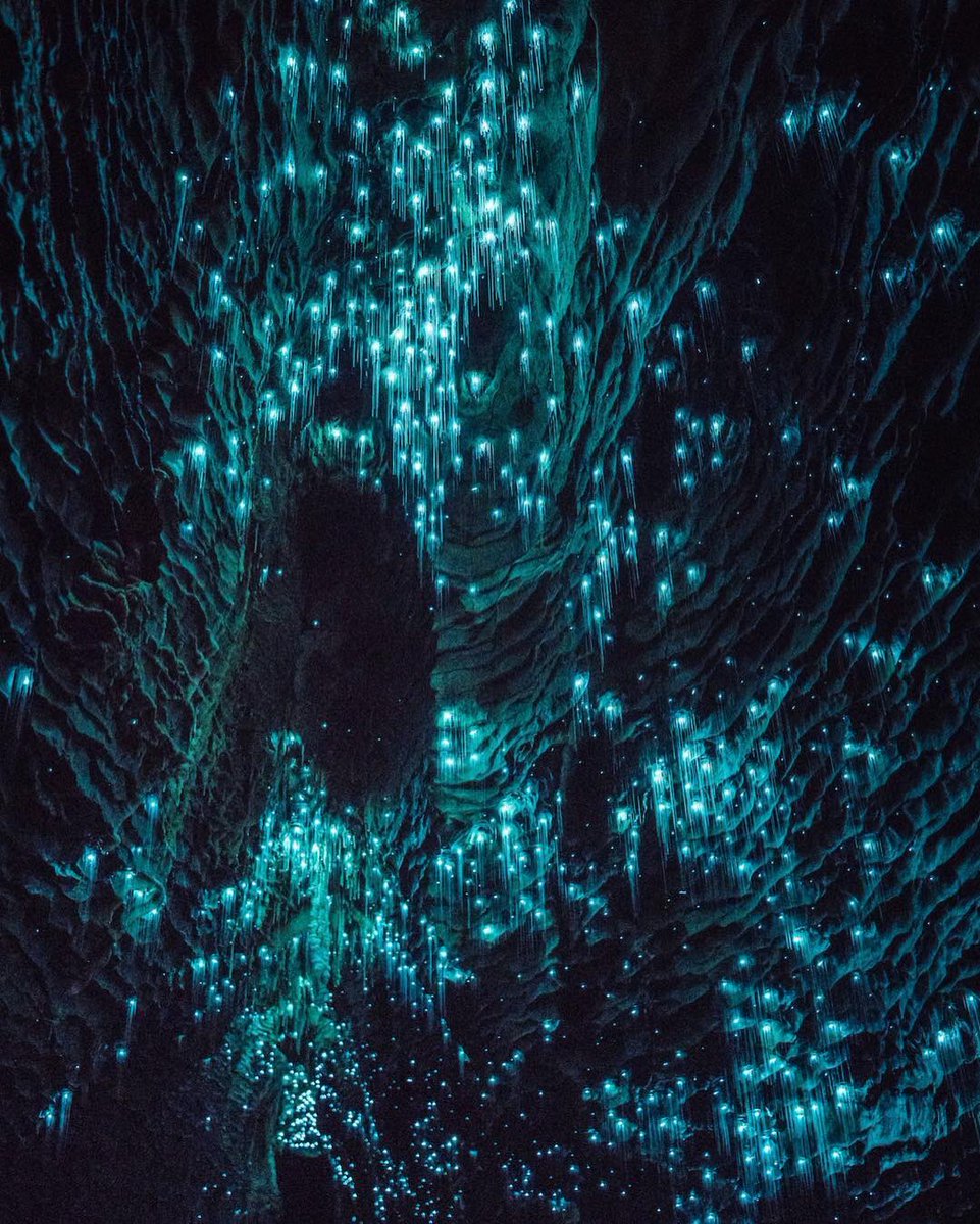 ventureplaces's tweet photo. Waitomo Glowworm Caves, New Zealand https://t.co/PXr5LCWuiW