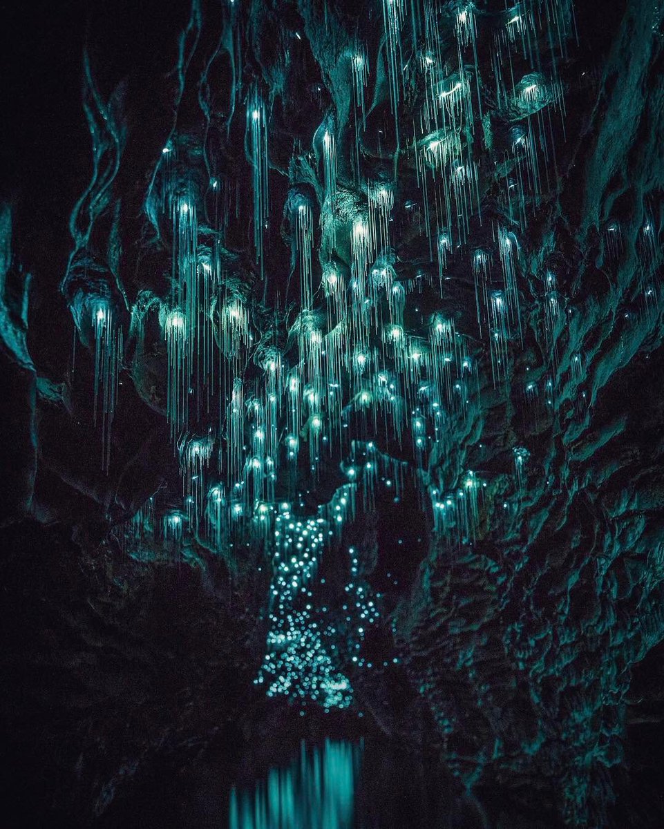 ventureplaces's tweet photo. Waitomo Glowworm Caves, New Zealand https://t.co/PXr5LCWuiW